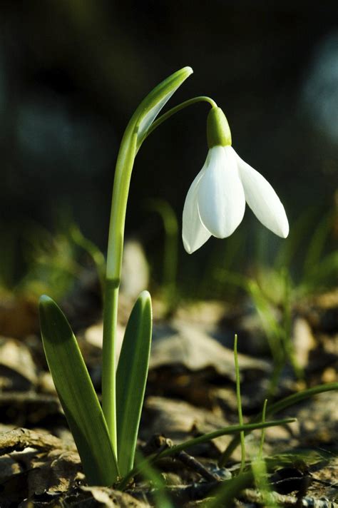 Snowdrops Wallpapers - Wallpaper Cave