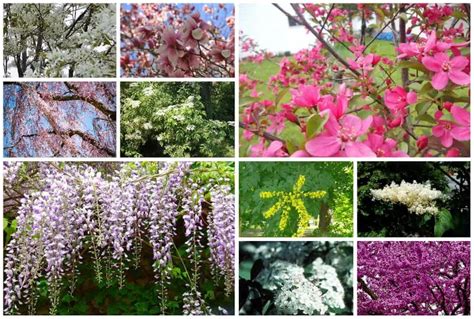 15 Beautiful Flowering Ornamental Trees for USDA Zone 5