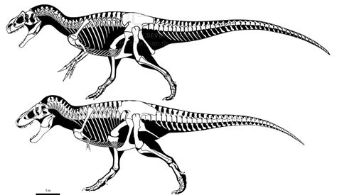 Saurophaganax Skeleton