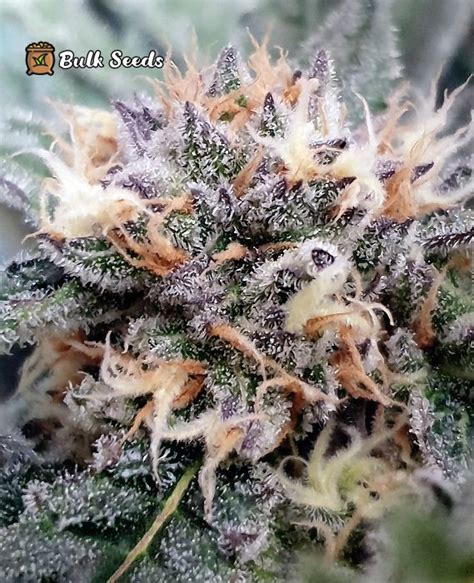 Purple Stardawg Feminized Seeds - BULK SEEDS