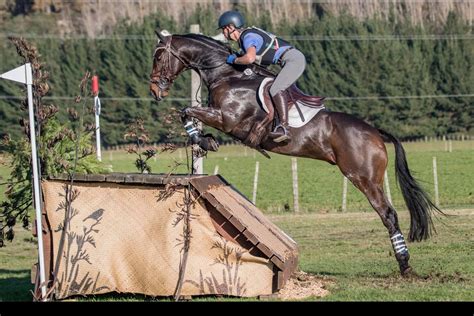 Eventing Horses for Sale | Quality NZ Horses