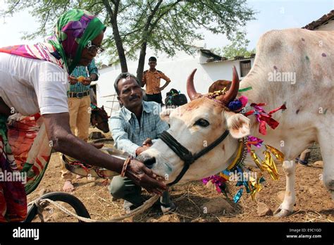 Decorated cow festival india hi-res stock photography and images - Alamy