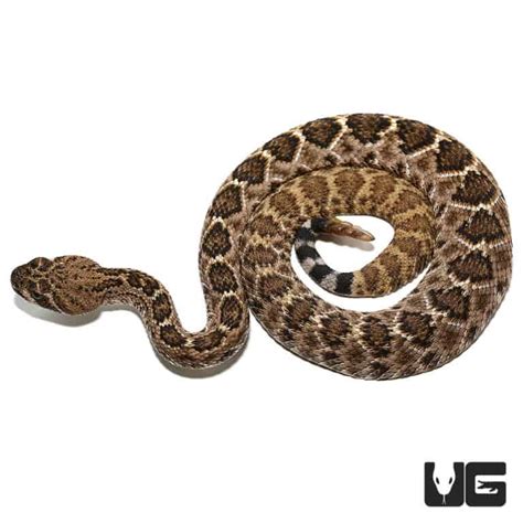 Baby Western Diamondback Rattlesnakes For Sale - Underground Reptiles