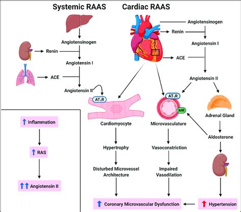 Renin Angiotensin Aldosterone System Concept Map New Jersey Map | The Best Porn Website