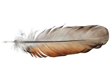 Feather: Anatomy and Function