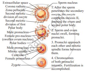 Enumerate and Explain the Different Stages of Fertilization