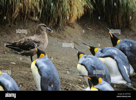 Antarctic skua, Brown Skua (Catharacta antarctica), King Penguins and ...