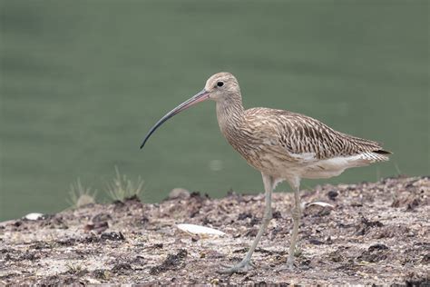 Eurasian Curlew – Birds of Singapore