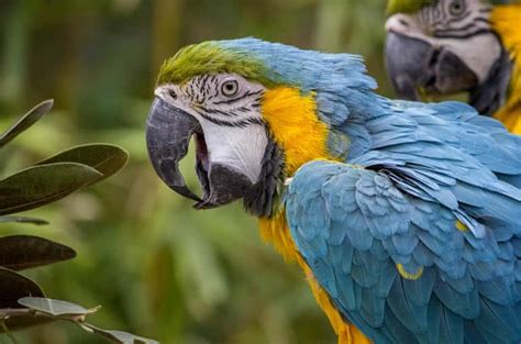 Top 10 Most Beautiful Parrots In The World - The Mysterious World