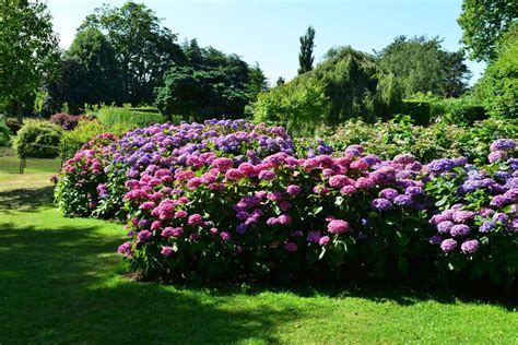 35 Hydrangea Garden Ideas (PICTURES)