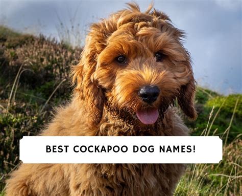 150 Best Cockapoo Dog Names! (2024) - We Love Doodles