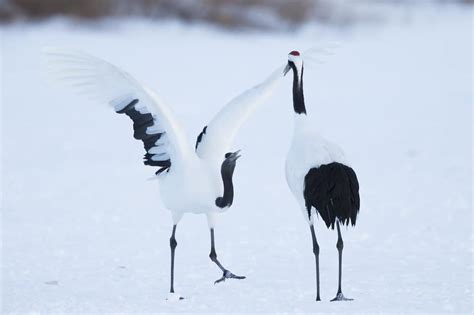 Red-crowned Crane Dancing | Focusing on Wildlife