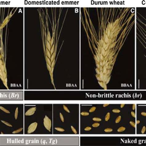 (PDF) Domestication evolution, genetics and genomics in wheat