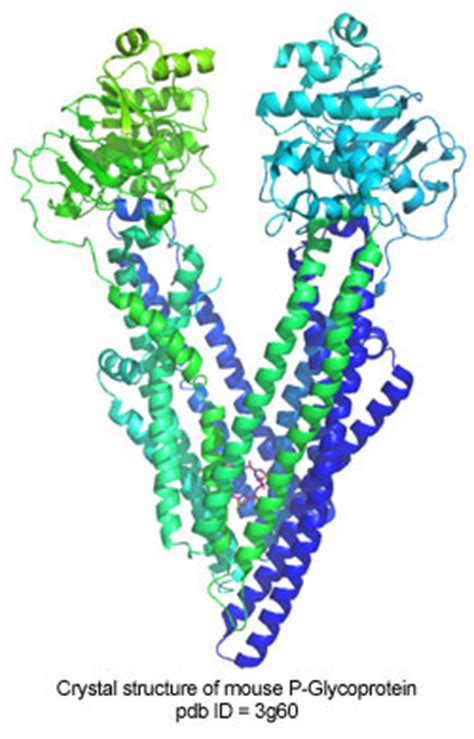 P-Glycoprotein – A Close-up View – Drug Discovery Opinion