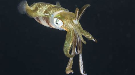 What Do Squid Eat? Feeding Habits, Diet List, and More - American Oceans