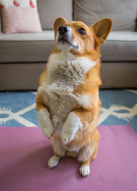 Funny Dogs Doing Yoga | International Yoga Day | DogExpress