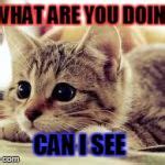 Curious Cat Meme Generator - Imgflip