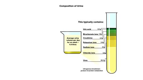 Explain the composition of urine?