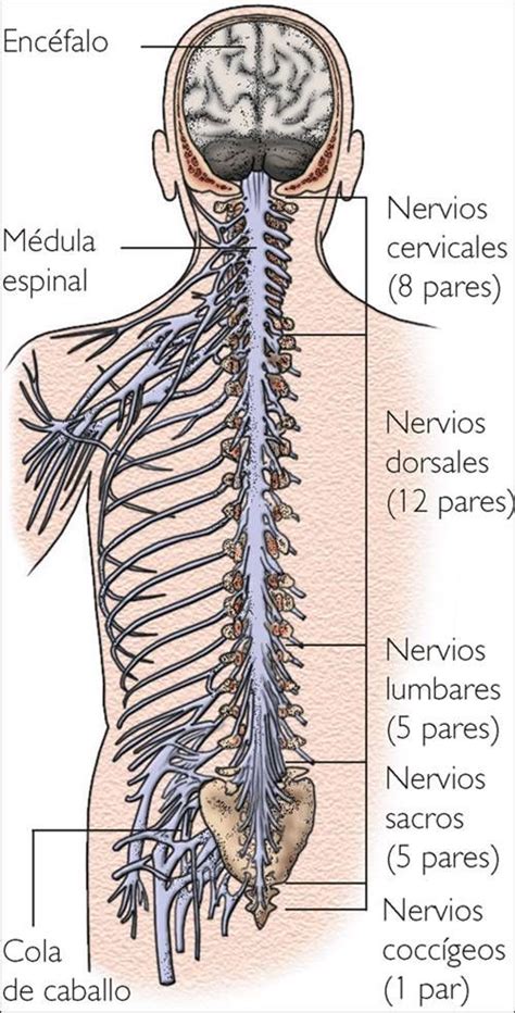 Pin de luzdivina gonzalez en sistema nervioso | Nervio espinal, Sistema nervioso, Nervios craneales