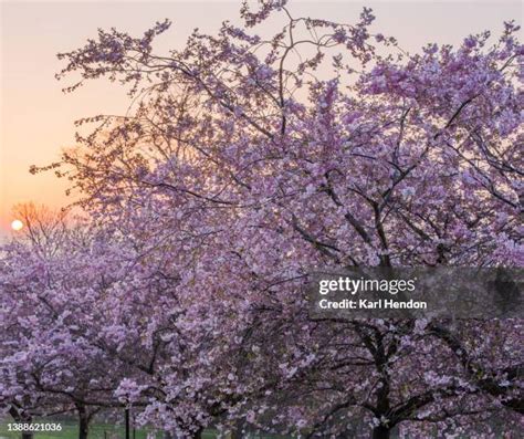 1,030 London Cherry Blossoms Stock Photos, High-Res Pictures, and ...