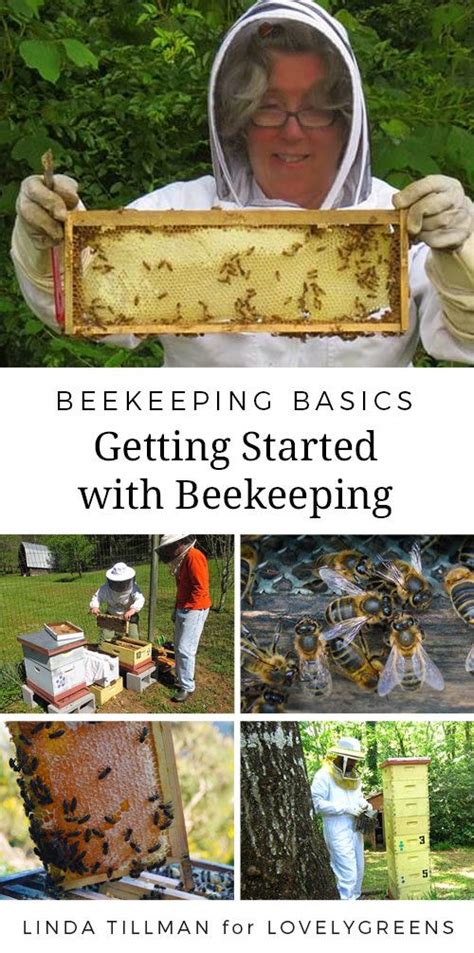 Getting Started with Beekeeping: Tips for the Beginner Beekeeper | Bee keeping, Backyard bee, Bee