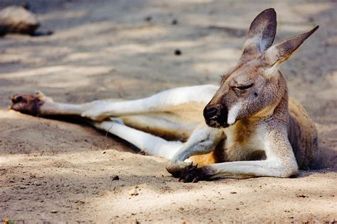 Sleeping Kangaroo Photograph by Pati Photography - Pixels