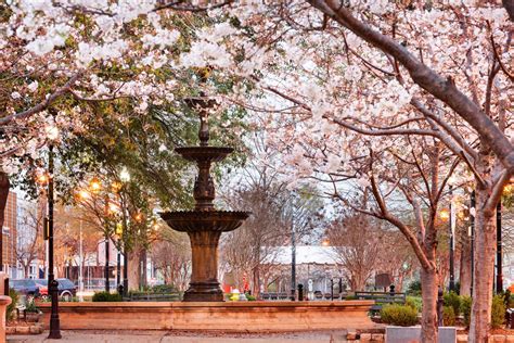 How Macon, Georgia, Became the Cherry Blossom Capital of the World