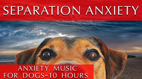 Deep Separation Anxiety Music for Dogs [10 Hours] - YouTube