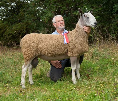 Ruthin Ram & Female Sale | Bluefaced Leicester Sheep Breeders' Association