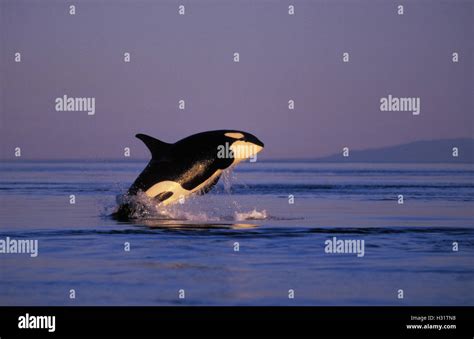 KW2866. Orca Whale (Orcinus orca) breaching at sunset. Also called Killer Whale. Washington, USA ...