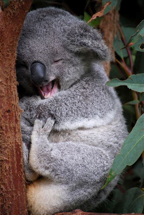 cute koala Happy Animals, Nature Animals, Animals And Pets, Funny Animals, Smiling Animals, Wild ...