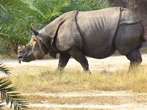 Javan Rhinoceros - Animal Facts and Information