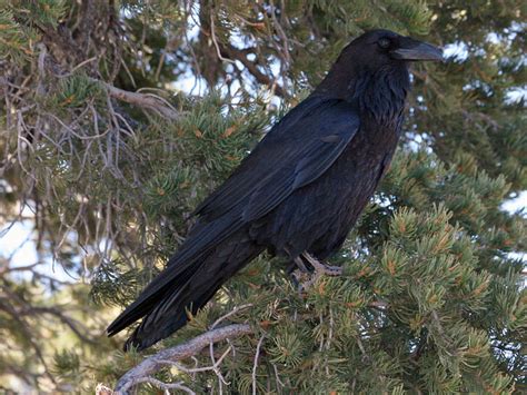 Raven and Crow Symbolism and Meaning | HubPages