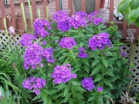 Purple Phlox Flowers