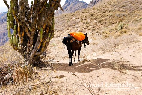 Trekking The Colca Canyon - Grand Escapades