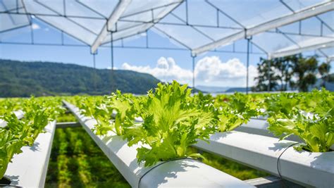 Hydroponics farming in Delhi - Croptek Agri Grower Pvt. Ltd