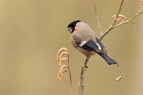 Premium Photo | Female of eurasian bullfinch