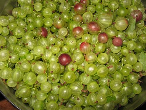 Gooseberries | Gooseberry, Fruit, Grapes