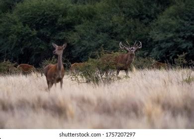 572 Pampas Deer Stock Photos, Images & Photography | Shutterstock