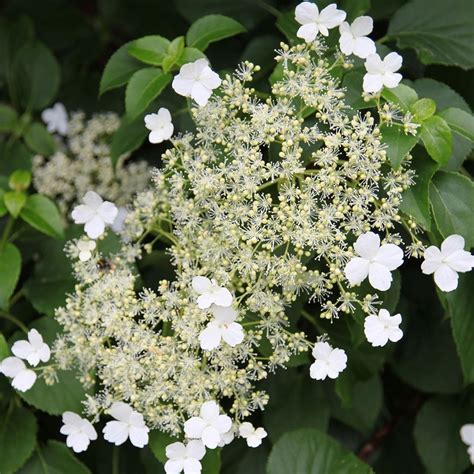 Buy climbing hydrangea Hydrangea anomala subsp. 'petiolaris': Delivery by Waitrose Garden in ...