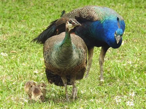 Peacock Family in Pinecrest Florida | One of the many wild p… | Flickr