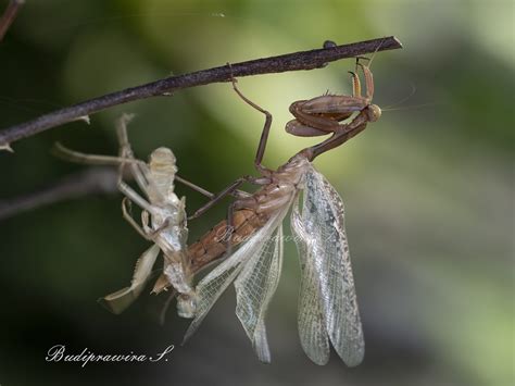 Praying Mantis dan Molting - Macro Photography Of Budiprawira