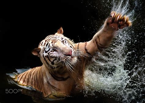 Tiger swim | Animals beautiful, Tiger, Wild cats