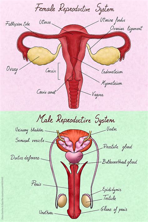 Male Female Reproductive System Diagram – NBKomputer