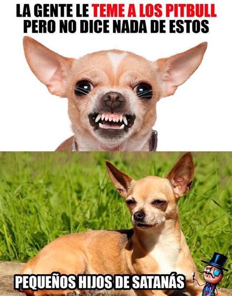 Pin de Vee en Spanish Memes #1 | Memes perros, Memes de perros ...