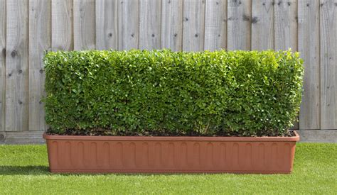 The Benefits of Trough Hedging | Readyhedge Ltd