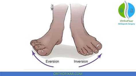 Ankle Range Of Motion