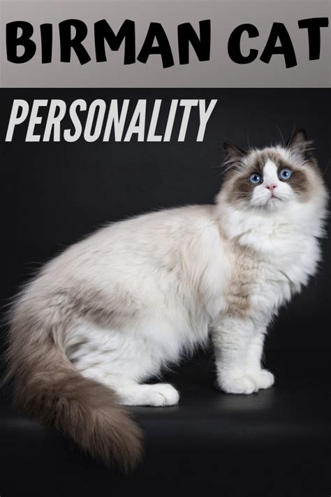 Birman Cat Personality | Birman cat, Cat personalities, Cats