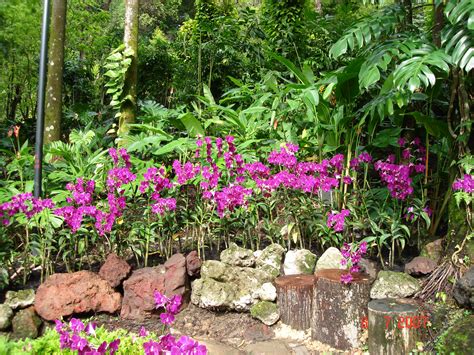 Singapore Orchid Garden by Matt-in on DeviantArt