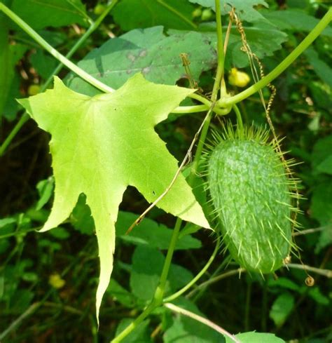 Cucumbers: Wild And Bur | Outside My Window